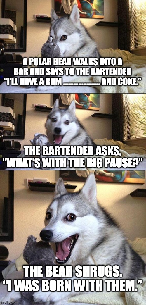 Bad Pun Dog | A POLAR BEAR WALKS INTO A BAR AND SAYS TO THE BARTENDER “I’LL HAVE A RUM …………………. AND COKE.”; THE BARTENDER ASKS, “WHAT’S WITH THE BIG PAUSE?”; THE BEAR SHRUGS. “I WAS BORN WITH THEM.” | image tagged in memes,bad pun dog | made w/ Imgflip meme maker