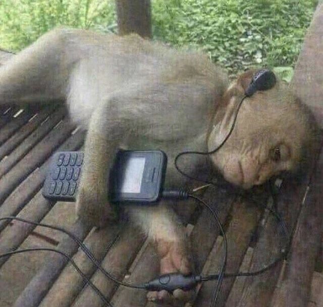 Sad monkey with headphones Blank Meme Template