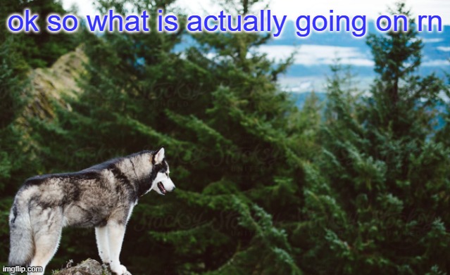 Imgflip was gone for a sec | ok so what is actually going on rn | image tagged in husky | made w/ Imgflip meme maker