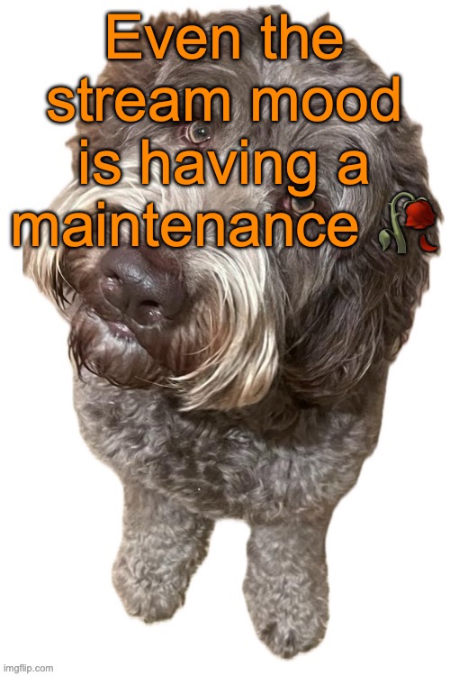 It took an example from the site ig | Even the stream mood is having a maintenance 🥀 | image tagged in norther's dog | made w/ Imgflip meme maker