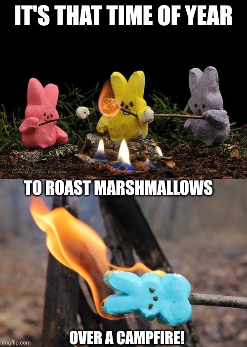 CAMPFIRE SNACKS | IT'S THAT TIME OF YEAR; TO ROAST MARSHMALLOWS; OVER A CAMPFIRE! | image tagged in camping,marshmallow,s'mores,campfire | made w/ Imgflip meme maker
