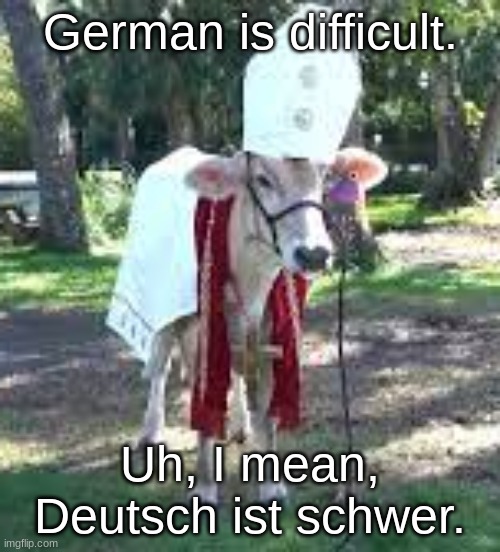 Don't want the Duo bird to beat me up. | German is difficult. Uh, I mean, Deutsch ist schwer. | image tagged in holy cow | made w/ Imgflip meme maker
