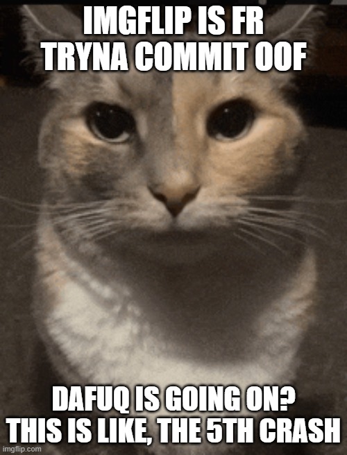 cat dead stare | IMGFLIP IS FR TRYNA COMMIT OOF; DAFUQ IS GOING ON? THIS IS LIKE, THE 5TH CRASH | image tagged in cat dead stare,sans of topic | made w/ Imgflip meme maker