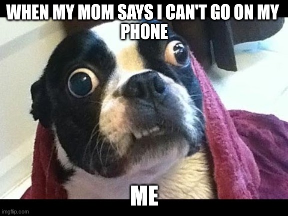 Funny Dog | WHEN MY MOM SAYS I CAN'T GO ON MY 
PHONE; ME | image tagged in funny dog | made w/ Imgflip meme maker