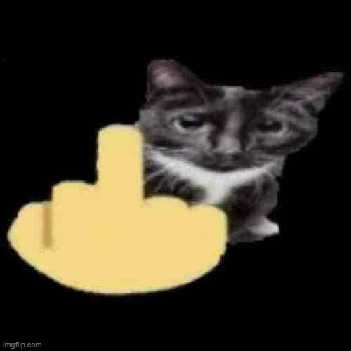 cat holding up middle finger | image tagged in cat holding up middle finger | made w/ Imgflip meme maker