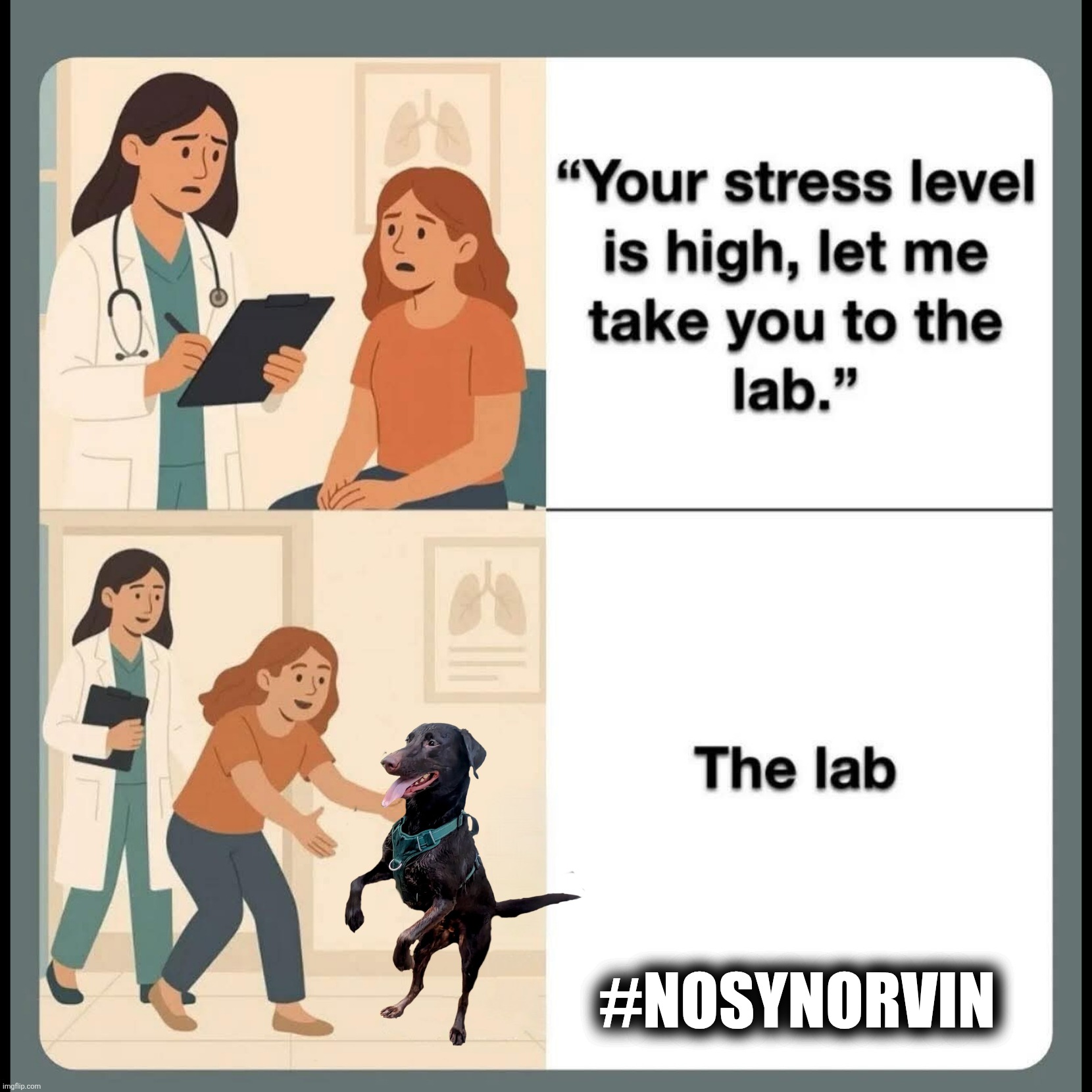 To the lab for testing | #NOSYNORVIN | image tagged in stressed out,dogs,lab tests,nosynorvin,labrador,funny | made w/ Imgflip meme maker