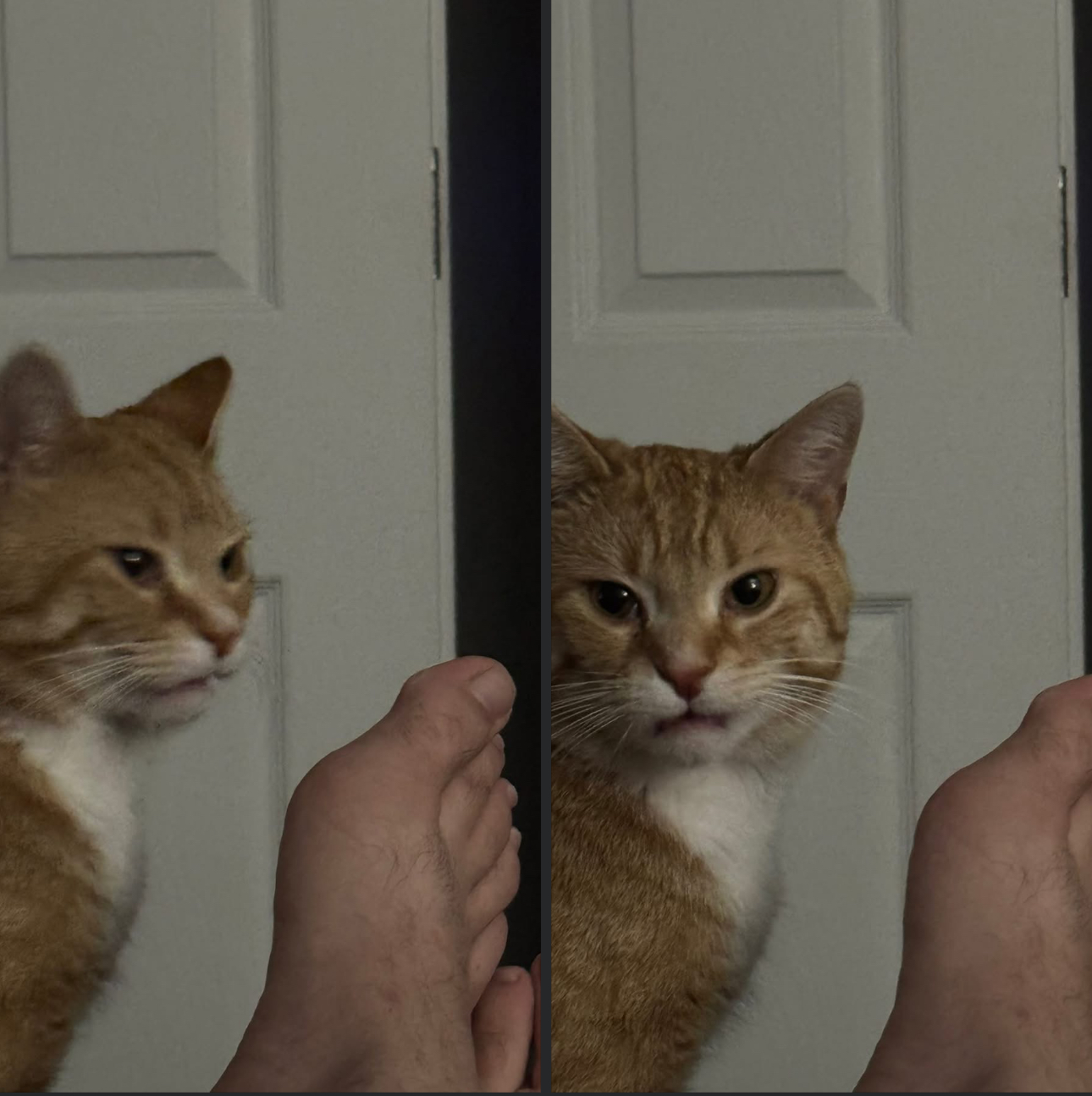 Axel Cat Toes Blank Meme Template