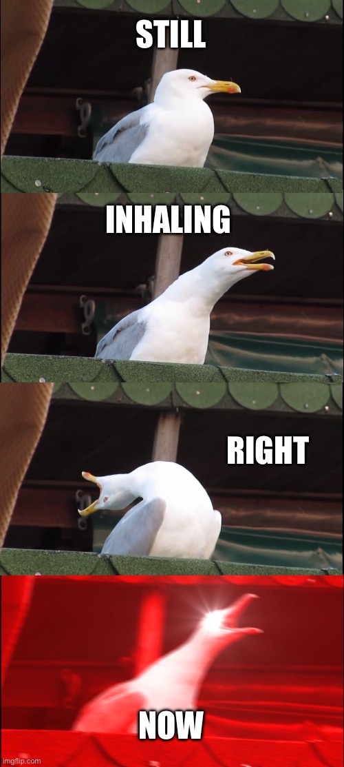 Inhaling Seagull | STILL; INHALING; RIGHT; NOW | image tagged in memes,inhaling seagull | made w/ Imgflip meme maker