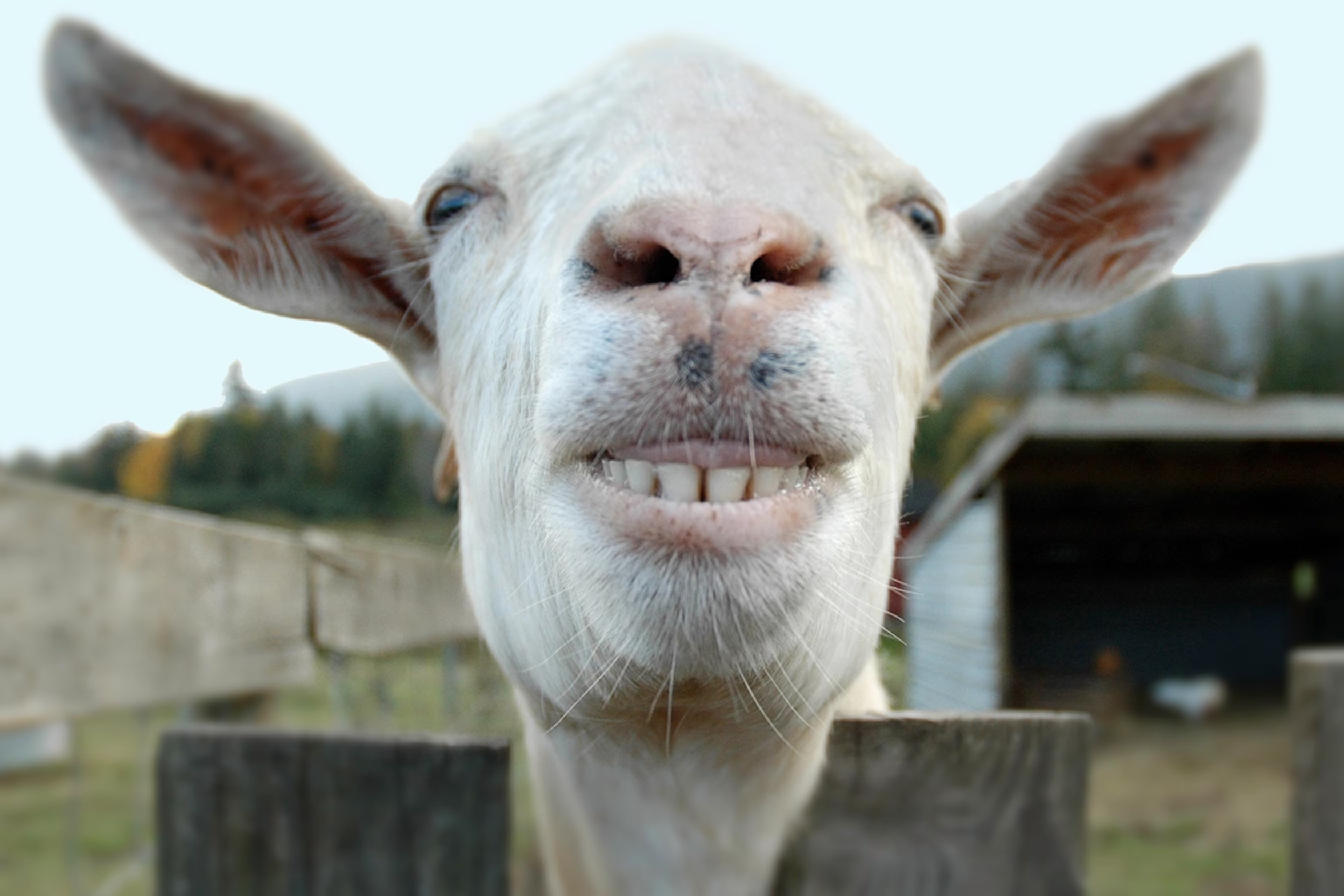 goat Blank Meme Template