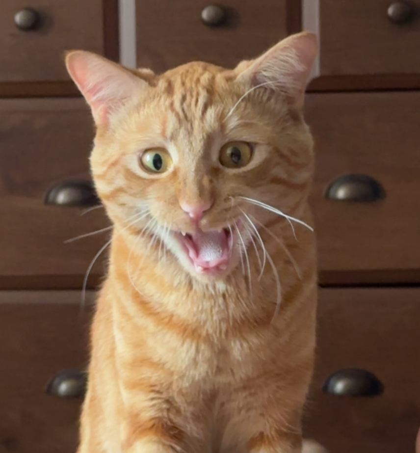 Angry orange cat Blank Meme Template