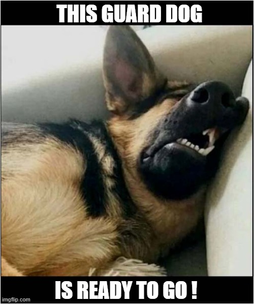 Stand By For Action ! | THIS GUARD DOG; IS READY TO GO ! | image tagged in dogs,german shepherd,guard dog,sleeping | made w/ Imgflip meme maker