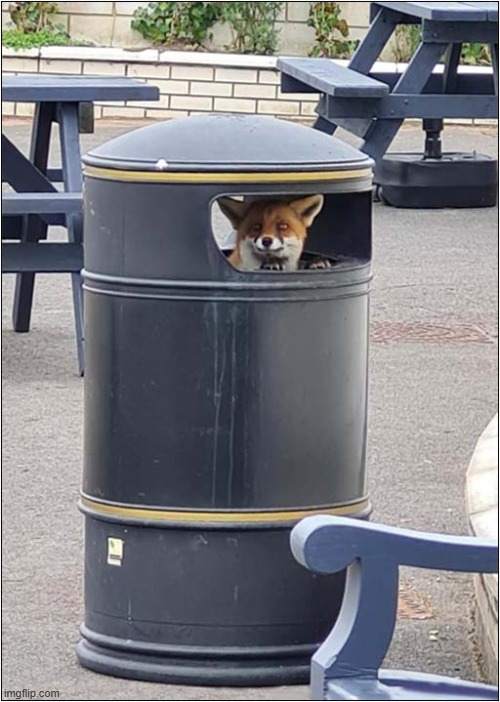 Come On ... Where's Those Half-Eaten Burgers ? ... I'm Waiting ! | image tagged in foxes,bins,waiting,burgers | made w/ Imgflip meme maker
