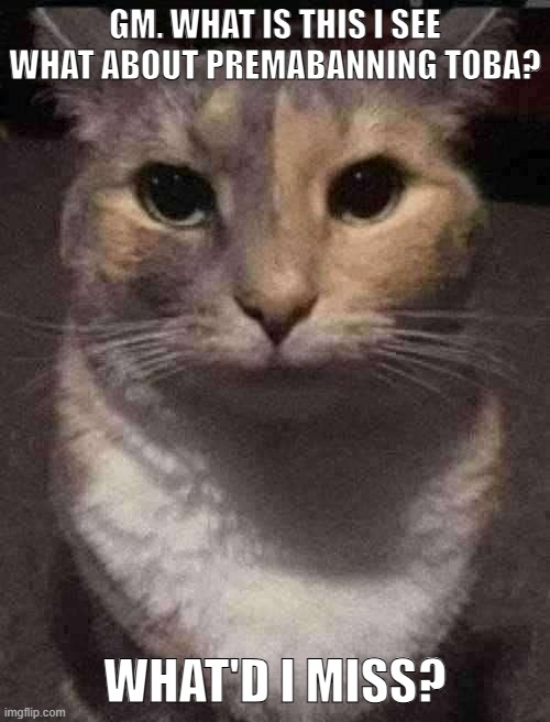 cat dead stare | GM. WHAT IS THIS I SEE WHAT ABOUT PREMABANNING TOBA? WHAT'D I MISS? | image tagged in cat dead stare,sans of topic | made w/ Imgflip meme maker