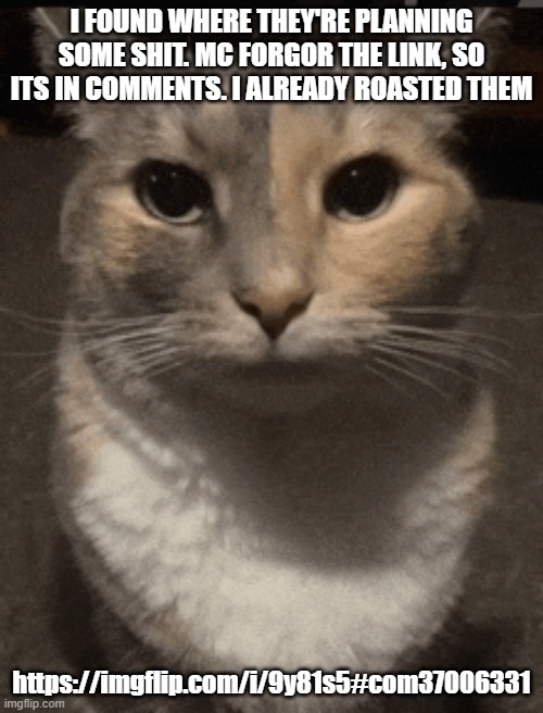 cat dead stare | I FOUND WHERE THEY'RE PLANNING SOME SHIT. MC FORGOR THE LINK, SO ITS IN COMMENTS. I ALREADY ROASTED THEM; https://imgflip.com/i/9y81s5#com37006331 | image tagged in cat dead stare,sans of topic | made w/ Imgflip meme maker