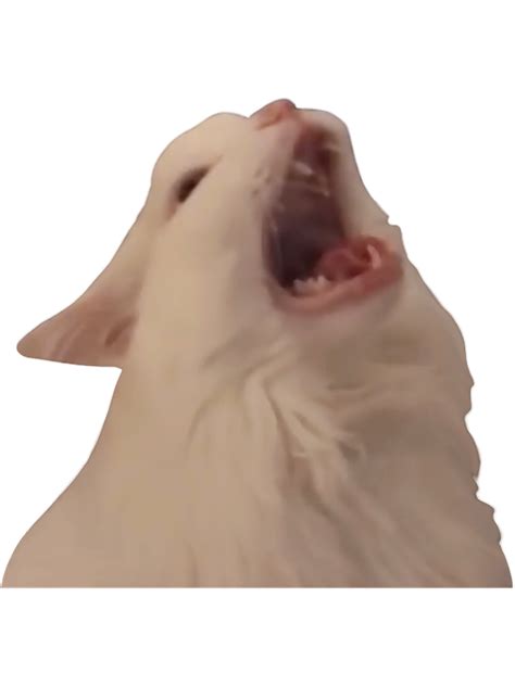 Cat screaming at nothing Blank Meme Template