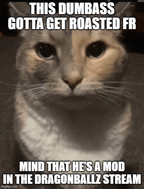 its toba btw | THIS DUMBASS GOTTA GET ROASTED FR; MIND THAT HE'S A MOD IN THE DRAGONBALLZ STREAM | image tagged in cat dead stare,sans of topic | made w/ Imgflip meme maker