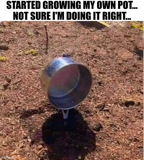 Started Growing My Own Pot... Not Sure I'm Doing It Right... | STARTED GROWING MY OWN POT... NOT SURE I'M DOING IT RIGHT... | image tagged in chris joines | made w/ Imgflip meme maker