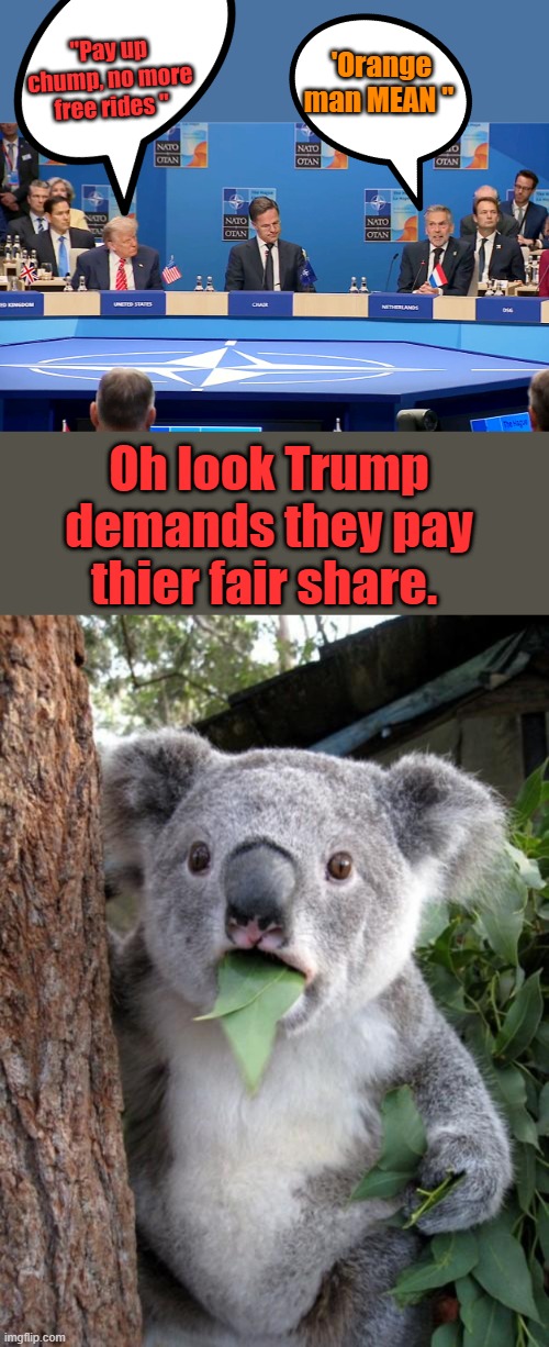 'Orange man MEAN "; "Pay up chump, no more free rides "; Oh look Trump demands they pay thier fair share. | image tagged in memes,surprised koala | made w/ Imgflip meme maker