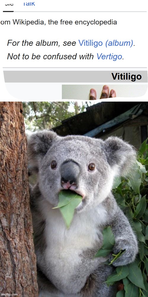 fARLY 3500 ka aFTER dESCRIBED aS tHEY cONCERN mEME qUANTITY  sO tO sAY eNOUGH sTUFF pER iNTENT oF tHEIR aCCOUNT... | image tagged in memes,o/ surprised koala,b/ memer,w/ wikipedia,f/ 27 followers,t/ joke | made w/ Imgflip meme maker