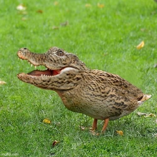 Cruck | made w/ Imgflip meme maker