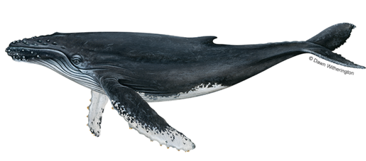 Whale Blank Meme Template