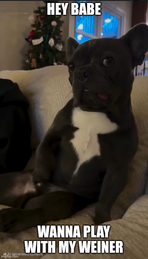 Dog Inuendo | HEY BABE; WANNA PLAY WITH MY WEINER | image tagged in funny animals | made w/ Imgflip meme maker