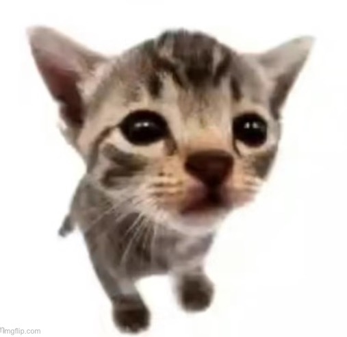 El gatito | image tagged in toadythetoad | made w/ Imgflip meme maker