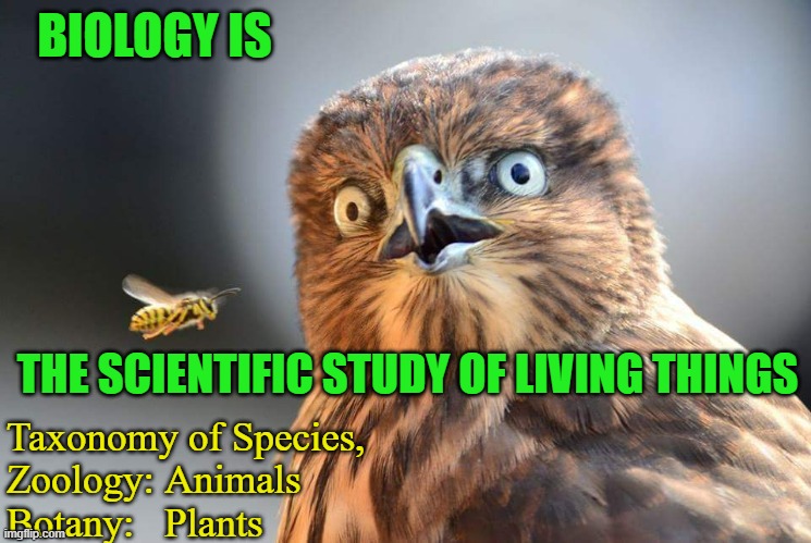 Birds and the bees | BIOLOGY IS THE SCIENTIFIC STUDY OF LIVING THINGS Taxonomy of Species,
Zoology: Animals
Botany:   Plants | image tagged in birds and the bees | made w/ Imgflip meme maker