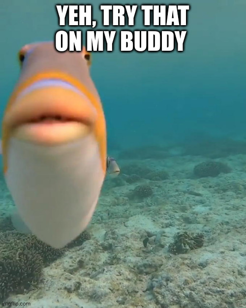staring fish | YEH, TRY THAT ON MY BUDDY | image tagged in staring fish | made w/ Imgflip meme maker