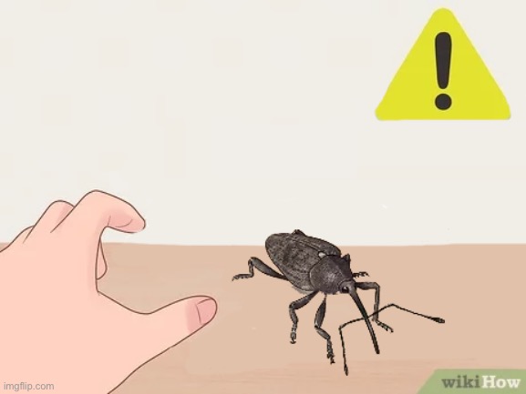 Hold a Weevil | image tagged in hold a weevil | made w/ Imgflip meme maker