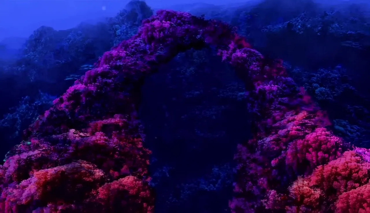 underwater reef Blank Meme Template