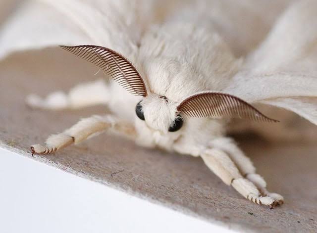 High Quality moth Blank Meme Template