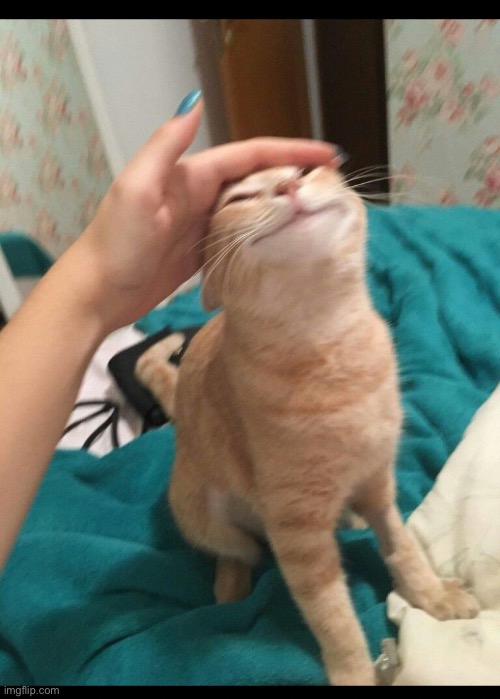 Cat getting pets | image tagged in cat getting pets | made w/ Imgflip meme maker