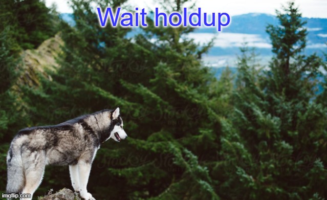 Husky | Wait holdup | image tagged in husky | made w/ Imgflip meme maker