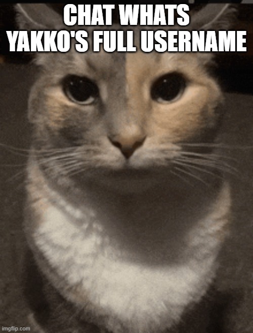 cat dead stare | CHAT WHATS YAKKO'S FULL USERNAME | image tagged in cat dead stare | made w/ Imgflip meme maker