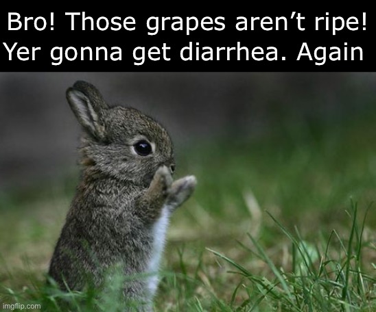 Bro! Those grapes aren’t ripe! Yer gonna get diarrhea. Again | made w/ Imgflip meme maker