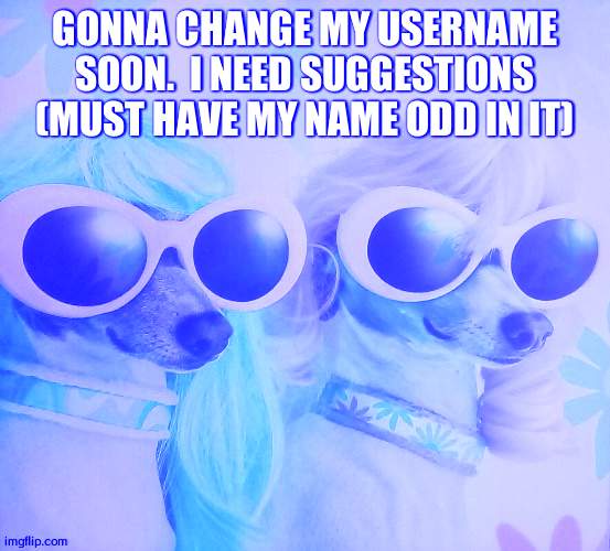 Groovy dawgs | GONNA CHANGE MY USERNAME SOON.  I NEED SUGGESTIONS (MUST HAVE MY NAME ODD IN IT) | image tagged in groovy dawgs | made w/ Imgflip meme maker