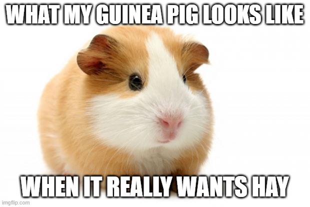 What a Guinea Pig Looks Like When it Wants Hay | WHAT MY GUINEA PIG LOOKS LIKE; WHEN IT REALLY WANTS HAY | image tagged in guinea pig | made w/ Imgflip meme maker