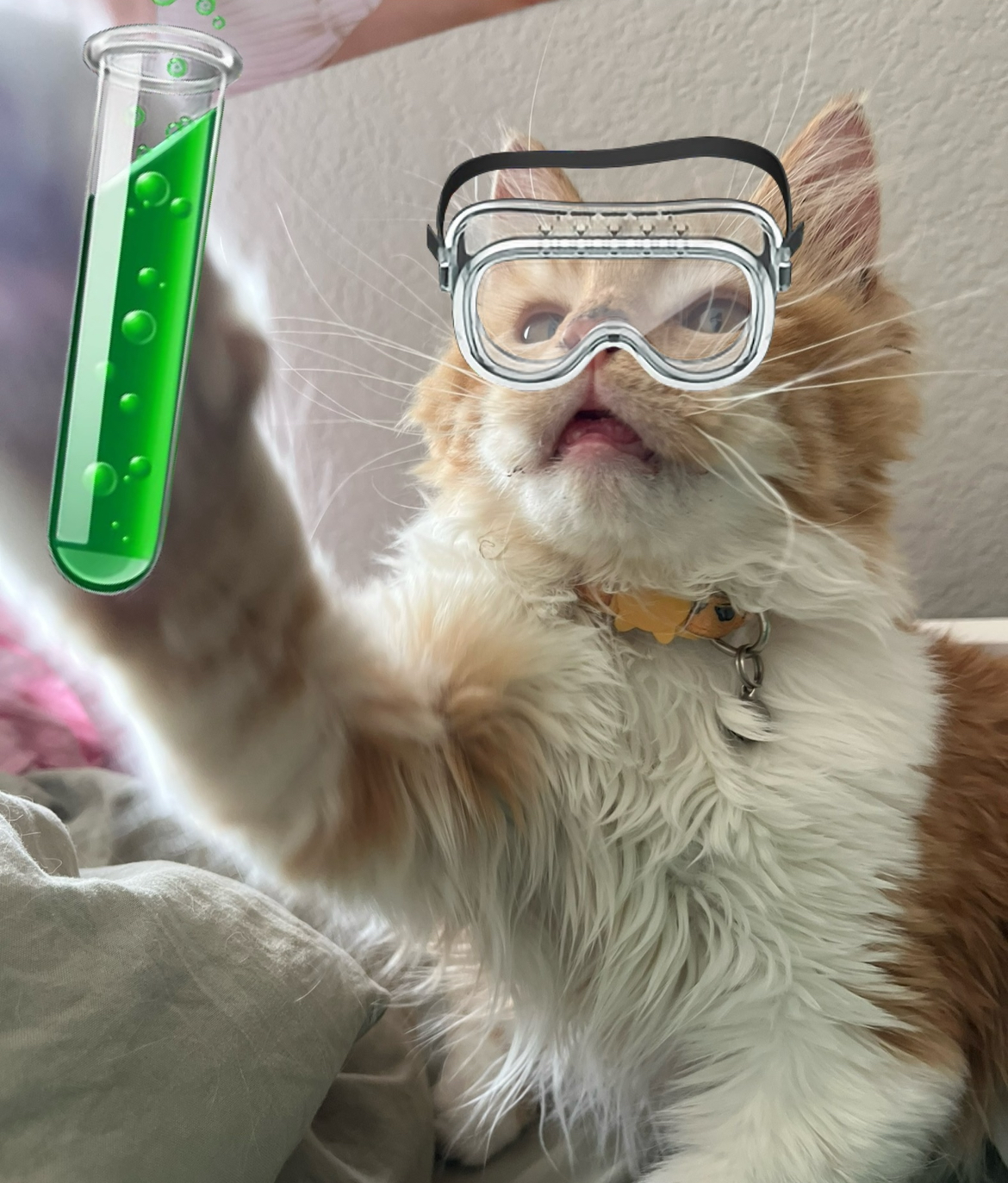 For Science Cat! Blank Meme Template