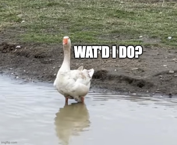 What am I doing here? | WAT'D I DO? | image tagged in what am i doing here | made w/ Imgflip meme maker