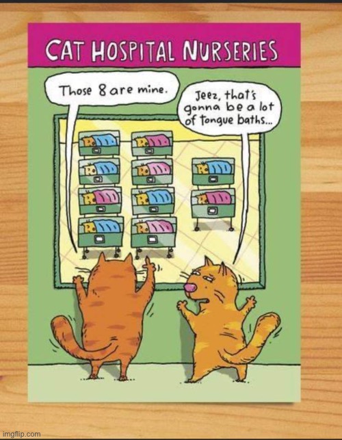 Hopefully he won’t have to go out for a pack of cigarettes, or a bag of Meow Mix… | image tagged in cats,comics,maternity ward,eight kittens | made w/ Imgflip meme maker