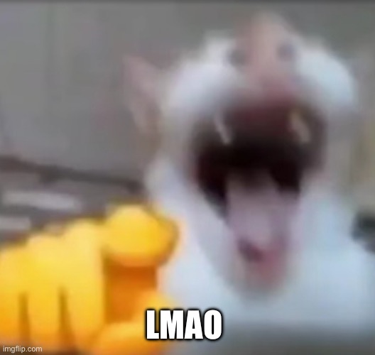 Cat pointing and laughing | LMAO | image tagged in cat pointing and laughing | made w/ Imgflip meme maker