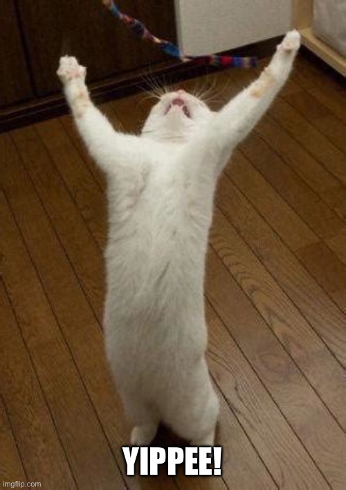 Hooray Cat | YIPPEE! | image tagged in hooray cat | made w/ Imgflip meme maker