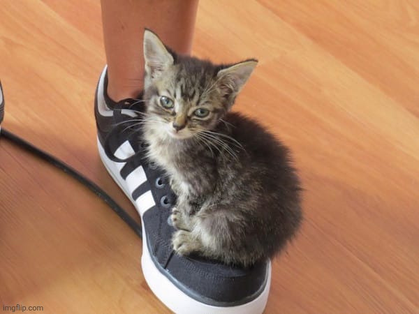 Cute cat meme | image tagged in cute cat meme | made w/ Imgflip meme maker