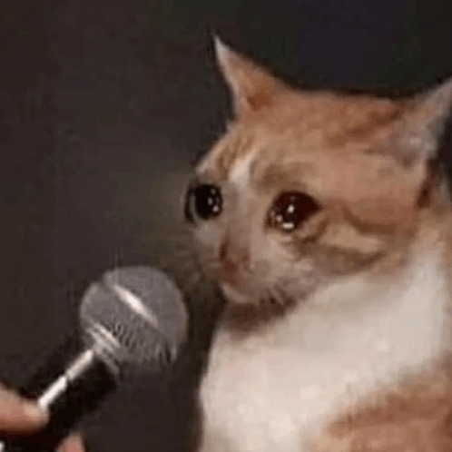 cat on mic Blank Meme Template