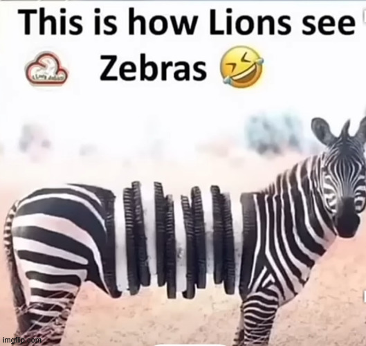 The Lion meme | image tagged in memes,meme,lion,oreo,zebra | made w/ Imgflip meme maker