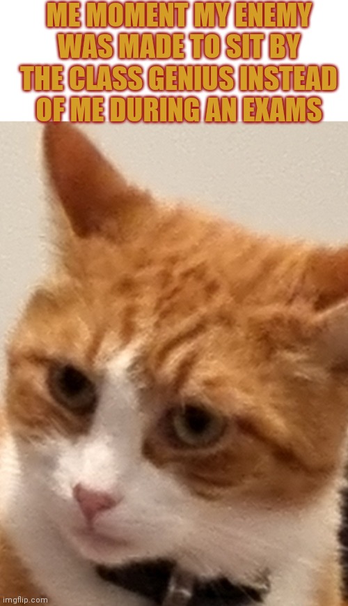 Upset cat | ME MOMENT MY ENEMY WAS MADE TO SIT BY THE CLASS GENIUS INSTEAD OF ME DURING AN EXAMS | image tagged in upset cat | made w/ Imgflip meme maker
