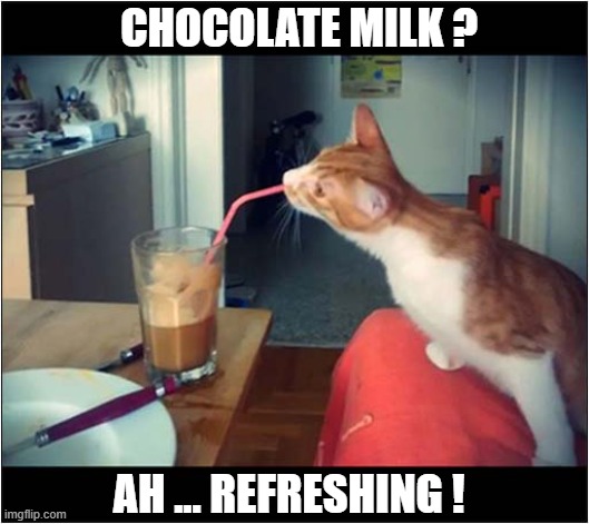 Slurpy Straw Sucking Sounds ! | CHOCOLATE MILK ? AH ... REFRESHING ! | image tagged in cats,chocolate milk,slurp | made w/ Imgflip meme maker