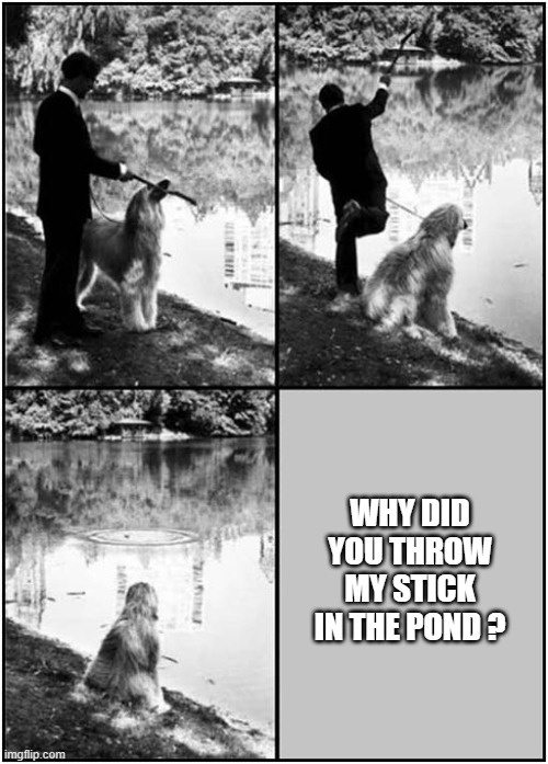 One Confused Dog ! | WHY DID YOU THROW MY STICK IN THE POND ? | image tagged in dogs,afgan,stick,pond | made w/ Imgflip meme maker