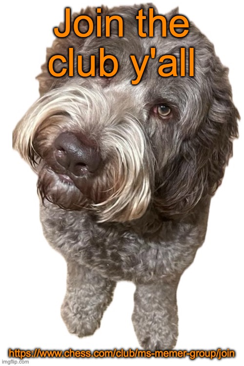 Norther's dog | Join the club y'all; https://www.chess.com/club/ms-memer-group/join | image tagged in norther's dog | made w/ Imgflip meme maker